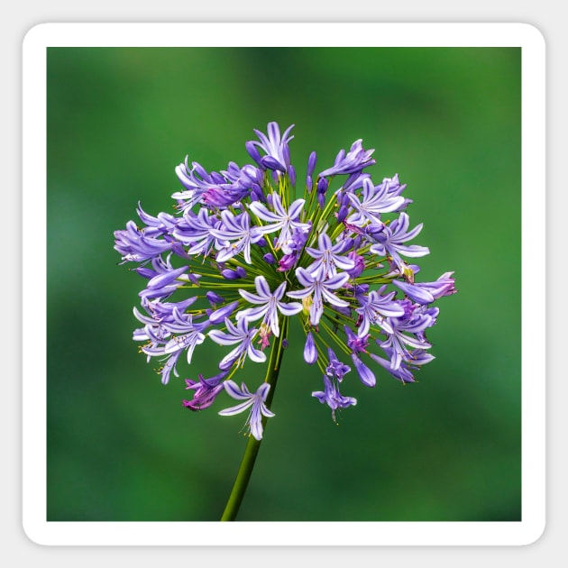 Agapanthus in Bloom Sticker by scotch